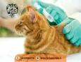 کلینیک تخصصی حیوانات خانگی